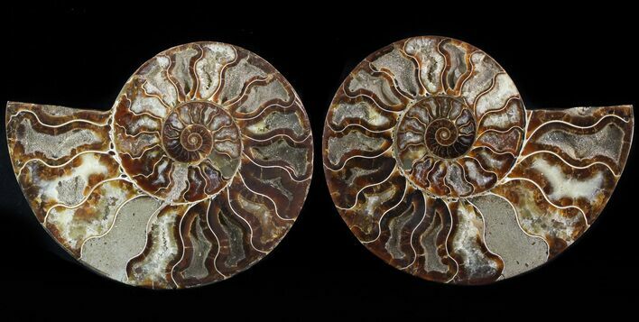 Cut/Polished Ammonite Pair - Agatized #47685